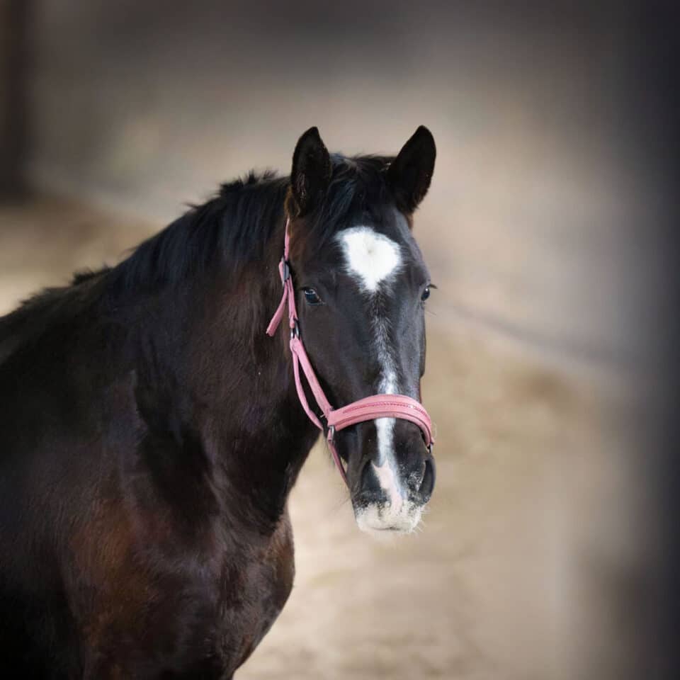 Österreichischer Tierschutzverein- Tiervermittlung: Rohdiamant Valea