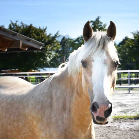 Österreichischer Tierschutzverein-Tiervermittlung: Charakterpony Vanilla