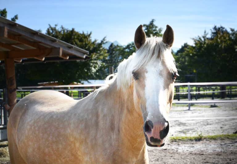 Österreichischer Tierschutzverein-Tiervermittlung: Charakterpony Vanilla