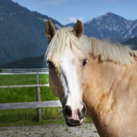 Österreichischer Tierschutzverein-Tiervermittlung: Charakterpony Vanilla