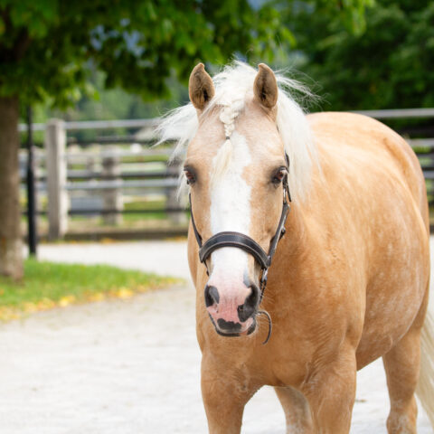 Österreichischer Tierschutzverein-Tiervermittlung: Charakterpony Vanilla