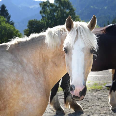 Österreichischer Tierschutzverein-Tiervermittlung: Charakterpony Vanilla