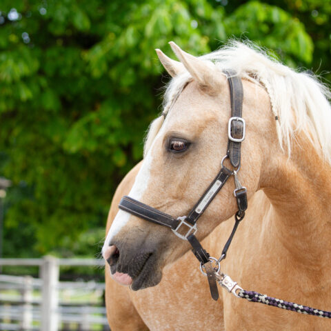 Österreichischer Tierschutzverein-Tiervermittlung: Charakterpony Vanilla