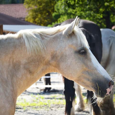 Österreichischer Tierschutzverein-Tiervermittlung: Charakterpony Vanilla