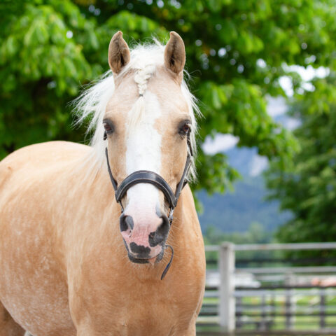 Österreichischer Tierschutzverein-Tiervermittlung: Charakterpony Vanilla
