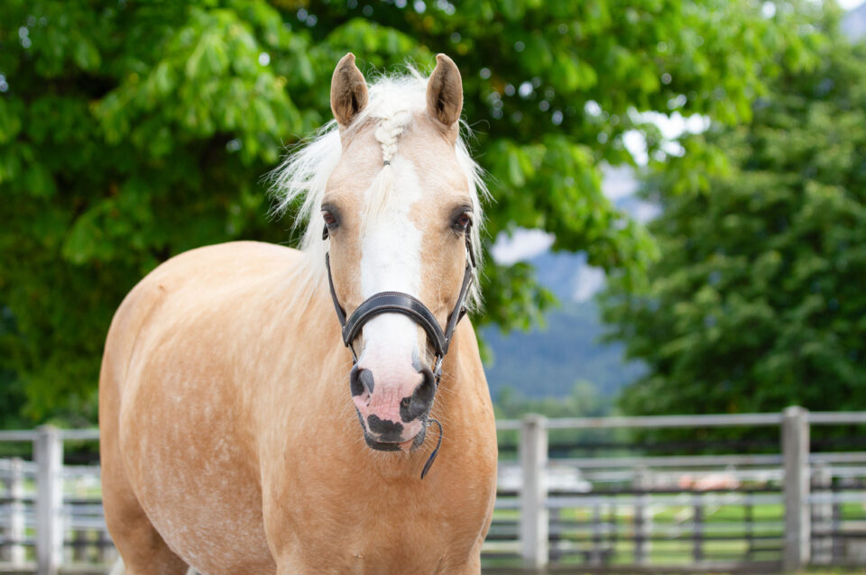 Österreichischer Tierschutzverein-Tiervermittlung: Charakterpony Vanilla