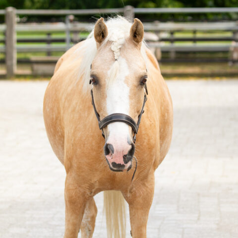 Österreichischer Tierschutzverein-Tiervermittlung: Charakterpony Vanilla