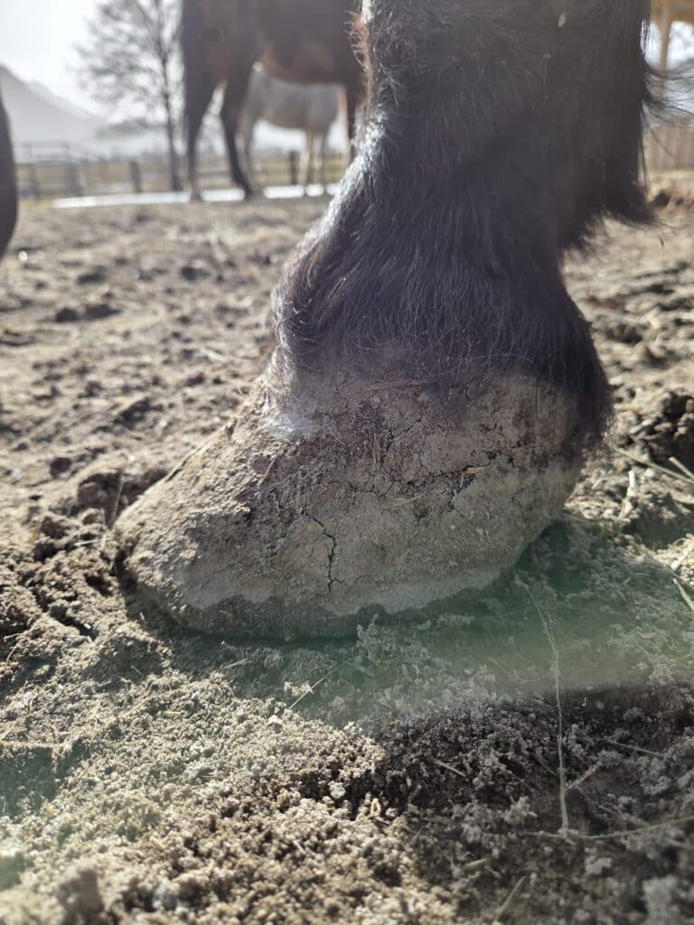 Verdreckte Hufe © Österreichischer Tierschutzverein