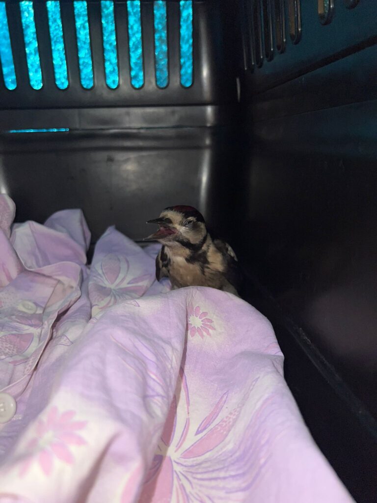 Verletzer Specht im Transporter ©OeTV