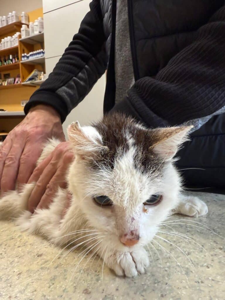 Verletzer Streuner Arora 1 © Österrreichischer Tierschutzverein