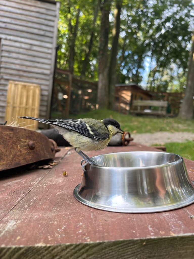 Vogeltränke © Österreichischer Tierschutzverein
