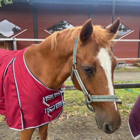 Österreichischer Tierschutzverein-Tiervermittlung: Die feinfühlige Bella