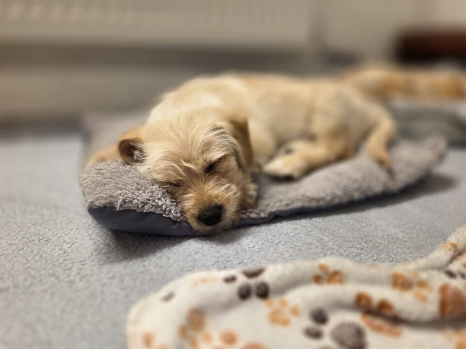 Österreichischer Tierschutzverein-PFC Ostern-Hunde Packerl