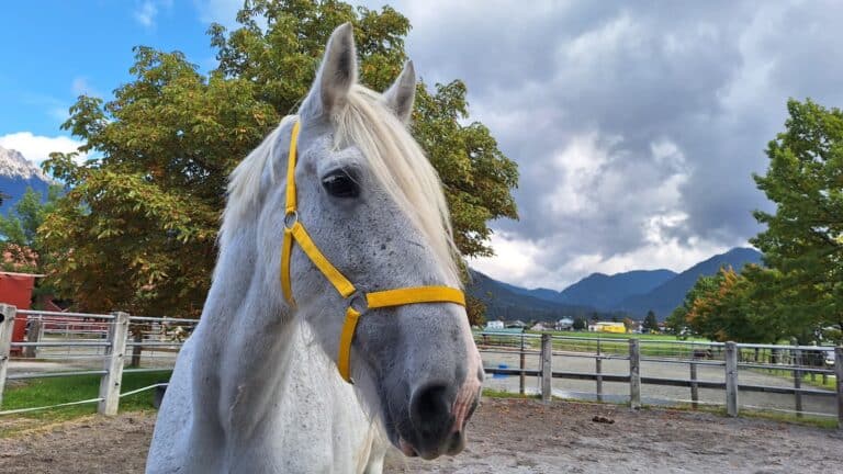 Österreichischer Tierschutzverein-Notfellchen Projekt: Georgie, Sapphire & Bonnie
