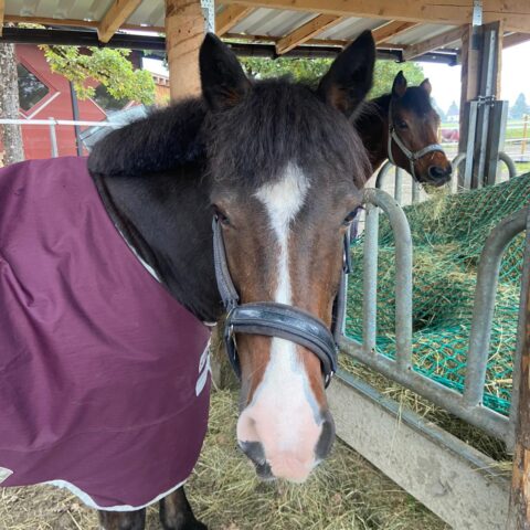 Österreichischer Tierschutzverein-Tiervermittlung-Küsser König Brownie