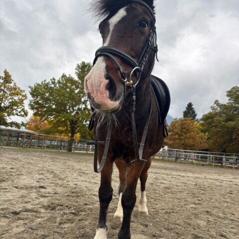 Österreichischer Tierschutzverein-Tiervermittlung-Küsser König Brownie
