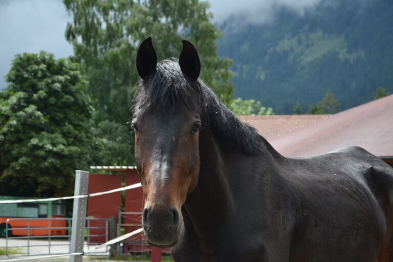 Wallach „Fürst Cordino Royal“ © Österreichischer Tiersch