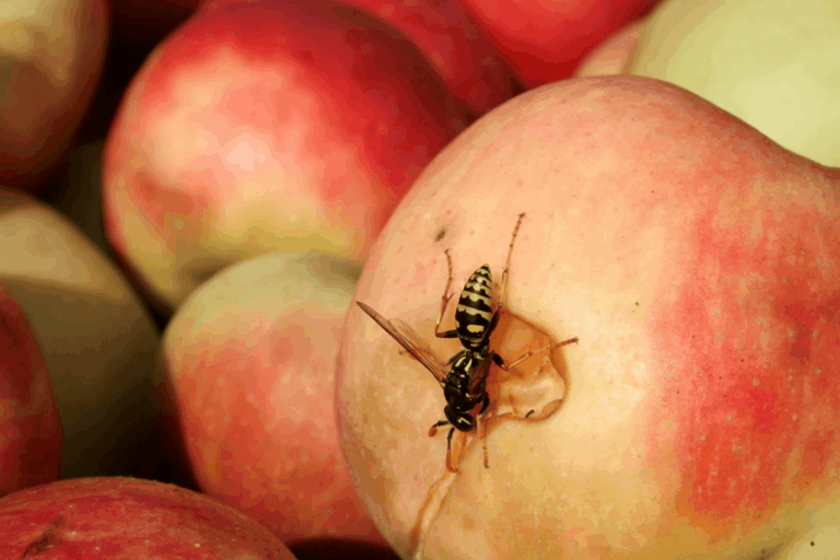 Wespe auf Obst © canva