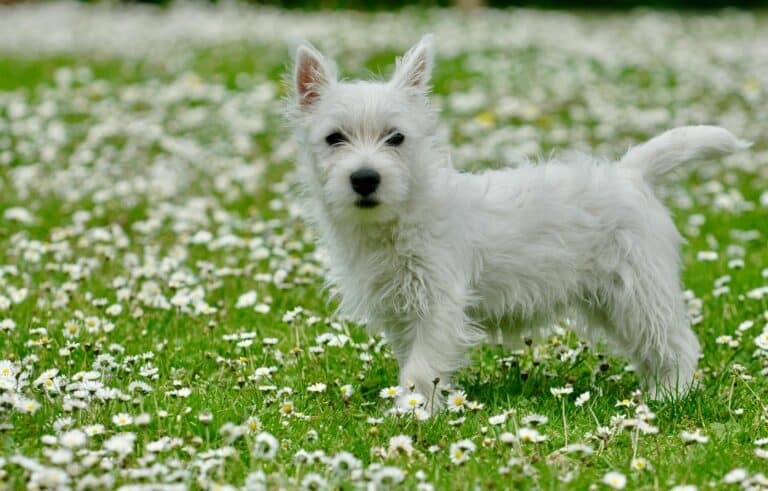 West Highland Terrier pexels-laphoto