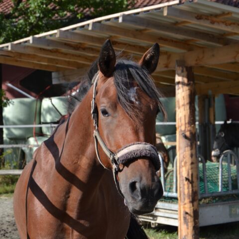 Österreichischer Tierschutzverein-Tiervermittlung: Der fröhliche Jungspund Locan