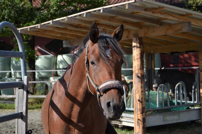 Österreichischer Tierschutzverein-Tiervermittlung: Der fröhliche Jungspund Locan