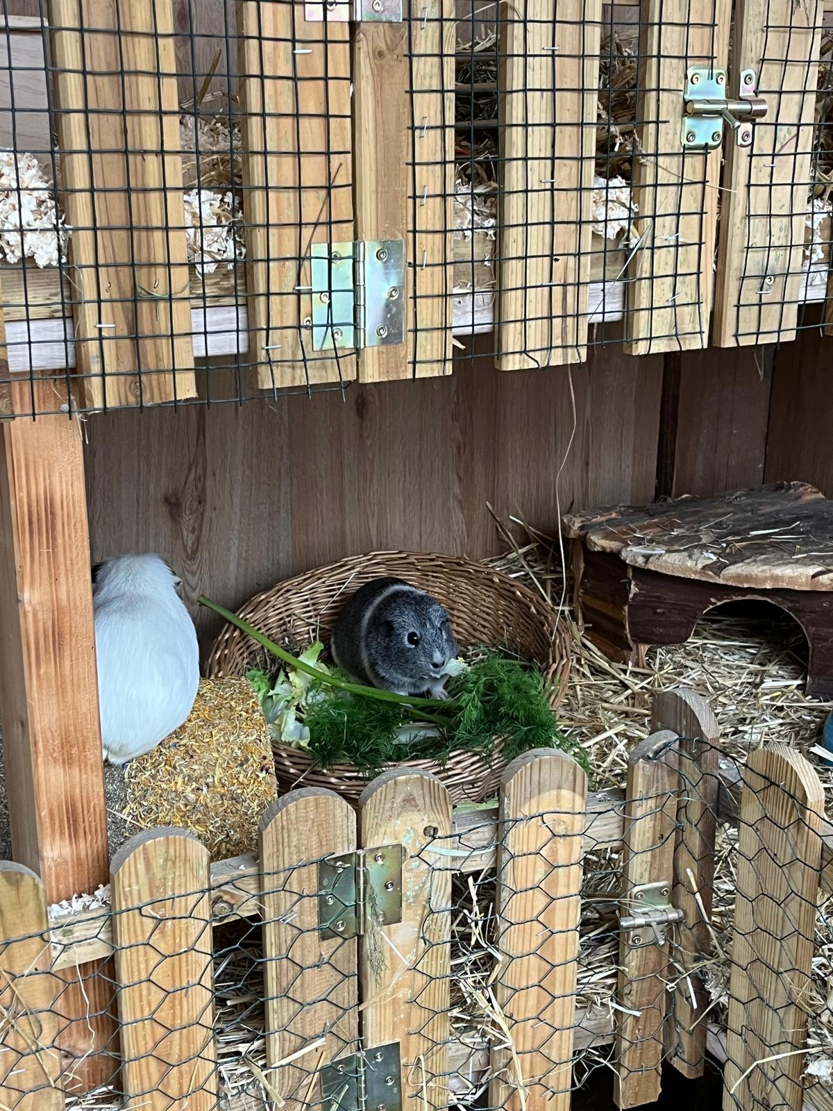 WhatsApp Bild 2025 01 31 um 12.39.50 afb59224 Österreichischer Tierschutzverein