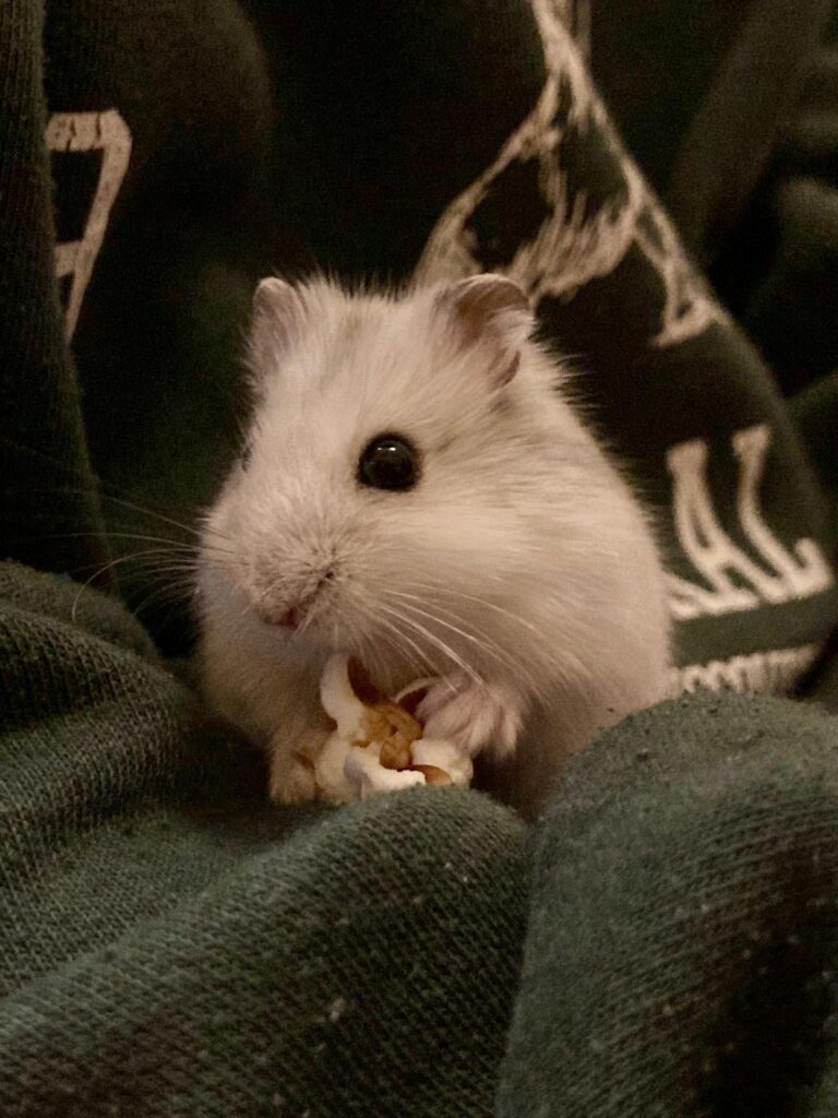 Österreichischer Tierschutzverein-Happy Ends: Hamster Jonathan