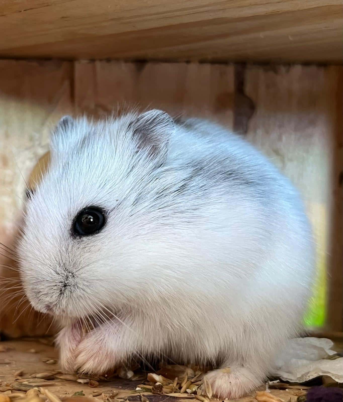 Österreichischer Tierschutzverein Österreichischer Tierschutzverein-Happy Ends: Hamster Jonathan