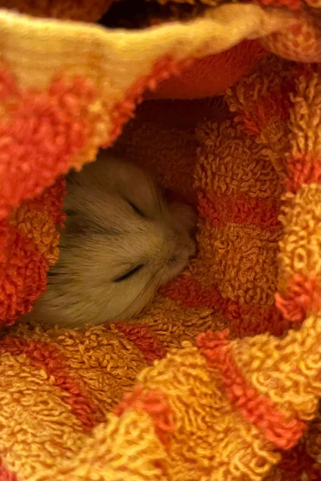 Österreichischer Tierschutzverein Österreichischer Tierschutzverein-Happy Ends: Hamster Jonathan