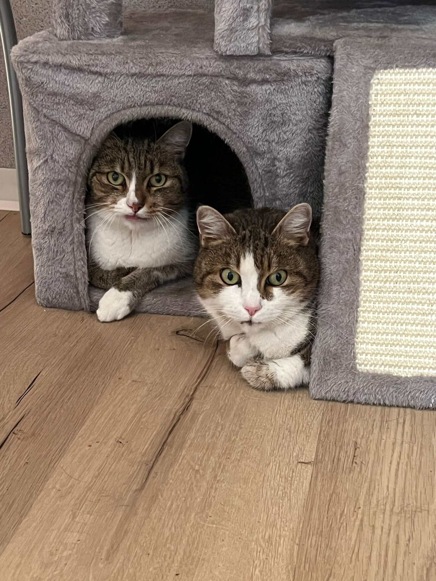 WhatsApp Bild 2025 02 08 um 19.14.34 8f675fa5 Österreichischer Tierschutzverein