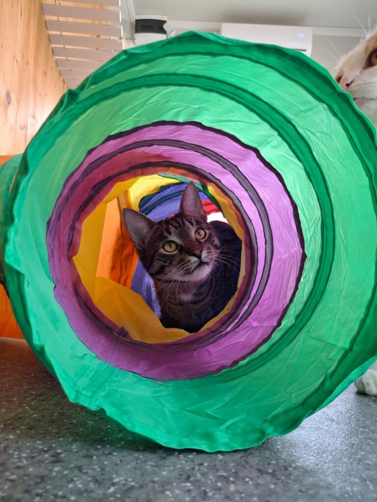 Katze spielt © Österrreichischer Tierschutzverein