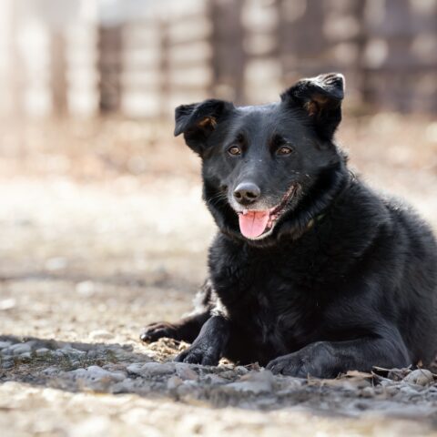 Österreichischer Tierschutzverein-Tiervermittlung: Zweite Chance für Blacky