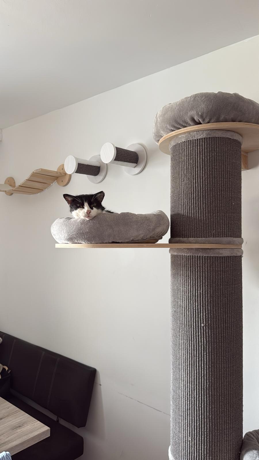 Österreichischer Tierschutzverein Österreichischer Tierschutzverein-Happy Ends: Kater Prinzi