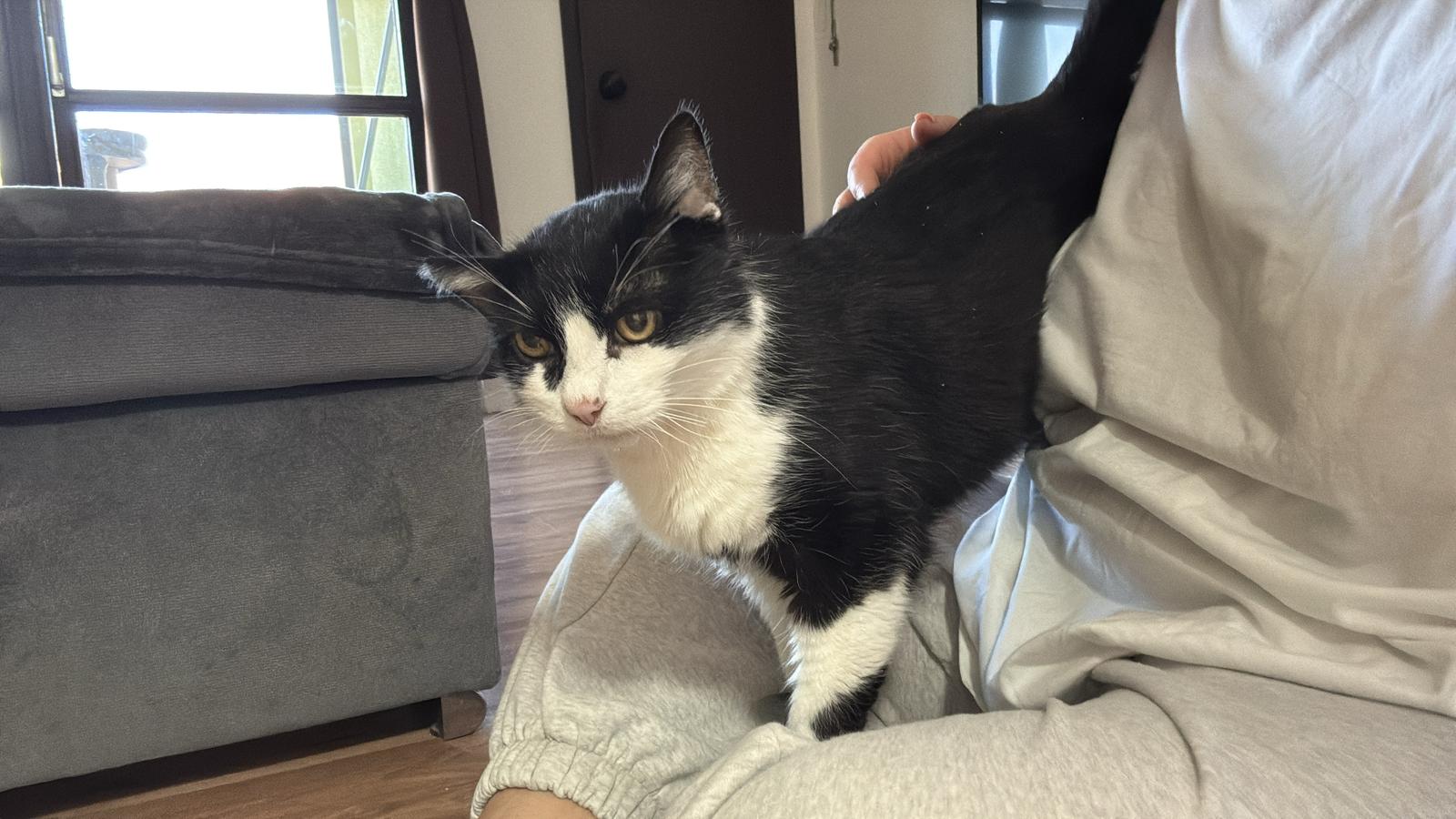 Österreichischer Tierschutzverein Österreichischer Tierschutzverein-Happy Ends: Kater Prinzi