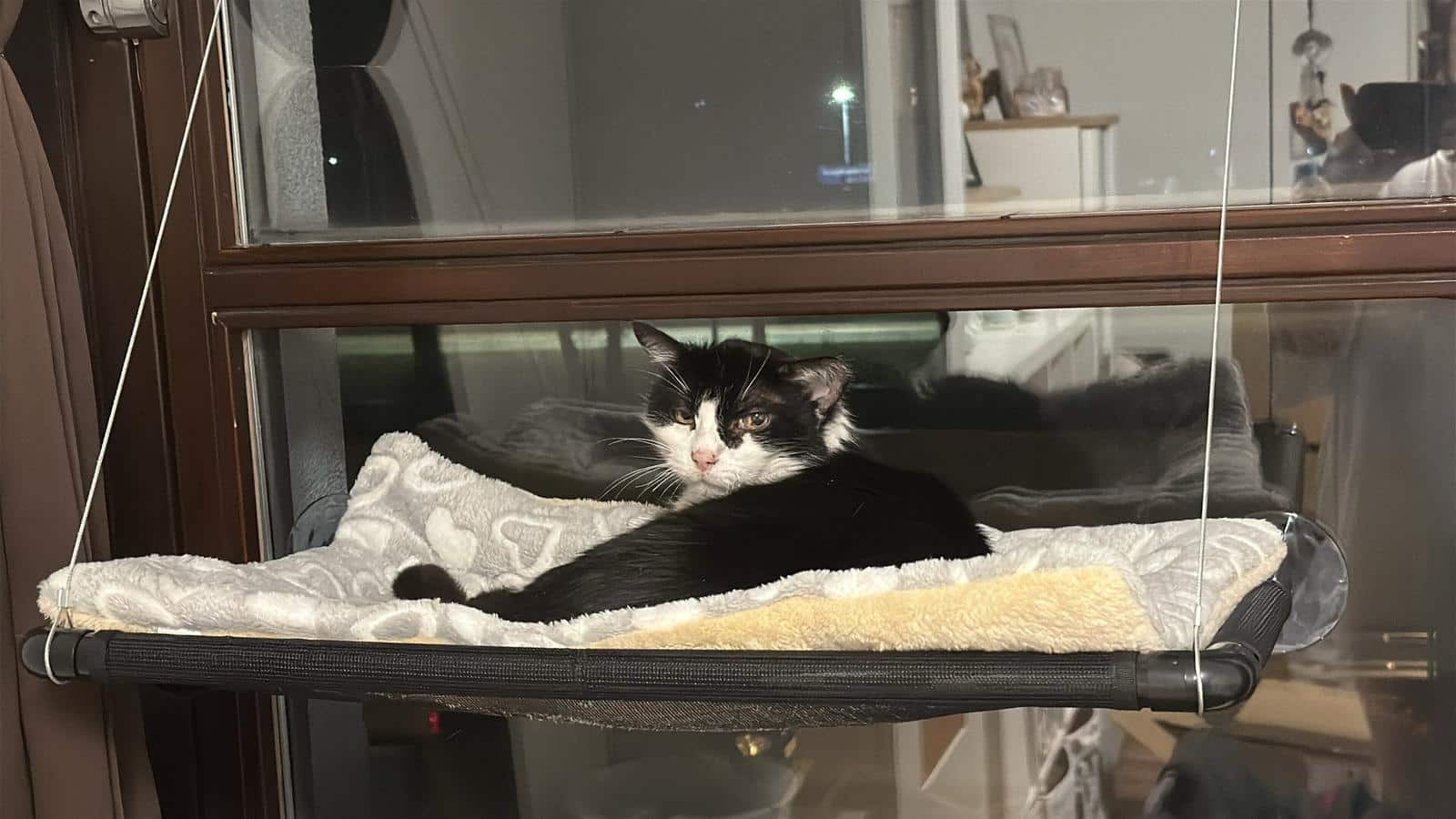 Österreichischer Tierschutzverein Österreichischer Tierschutzverein-Happy Ends: Kater Prinzi