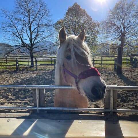 Österreichischer Tierschtzverein - Tiervermittlung - Der charakterstarke Navaro