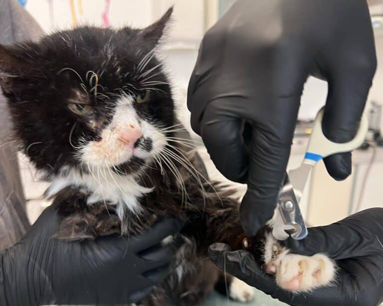 Österreichischer Tierschutzverein-Spendenkampagen: Kater Momo beim Tierarzt