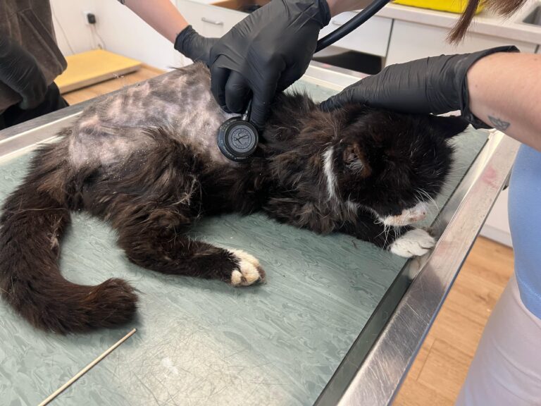 Österreichischer Tierschutzverein-Spendenkampagen: Kater Momo in schrecklichem Allgemeinzustand