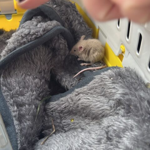 Österreichischer Tierschutzverein-Tiervermittlung: Die quirlige Mäuschenbande