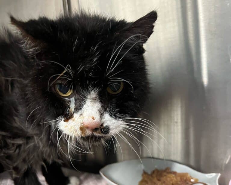 Österreichischer Tierschutzverein-Spendenkampagen: Kater Momo am Assisi-Hof
