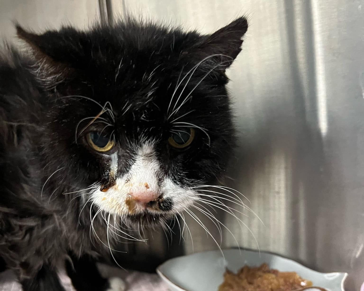 Österreichischer Tierschutzverein-Spendenkampagen: Kater Momo am Assisi-Hof