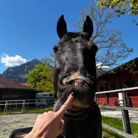Österreichischer Tierschutzverein-Tiervermittlung: Herzensbrecher Luigi