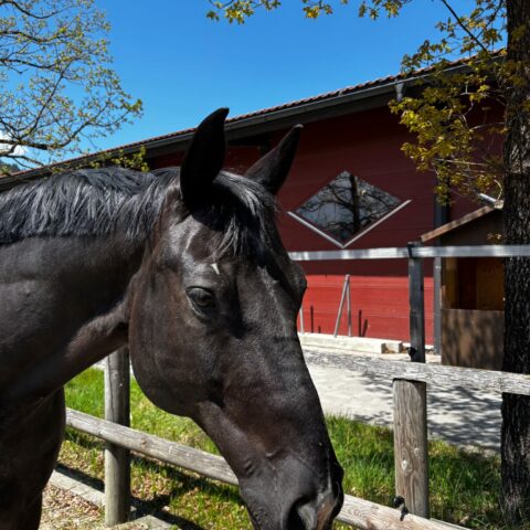 Österreichischer Tierschutzverein-Tiervermittlung: Herzensbrecher Luigi