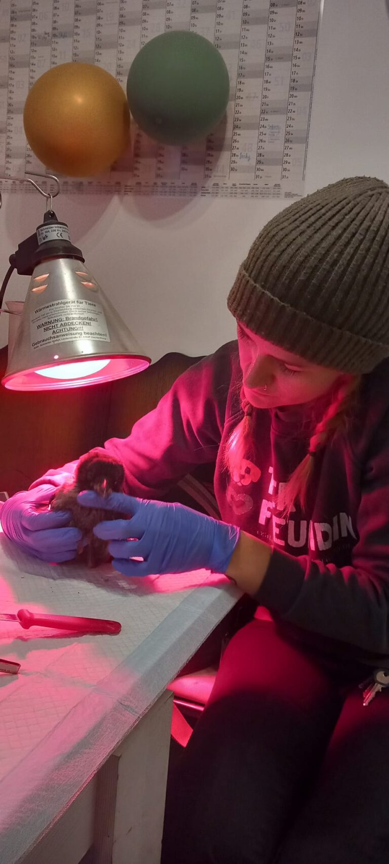 Österreichischer Tierschutzverein - Spenden: Aufzucht Krähe