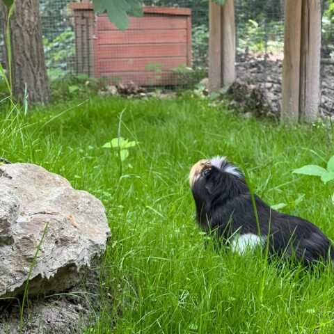 Österreichischer Tierschutzverein-Tiervermittlung-Die quirlige Meerschweinchenbande