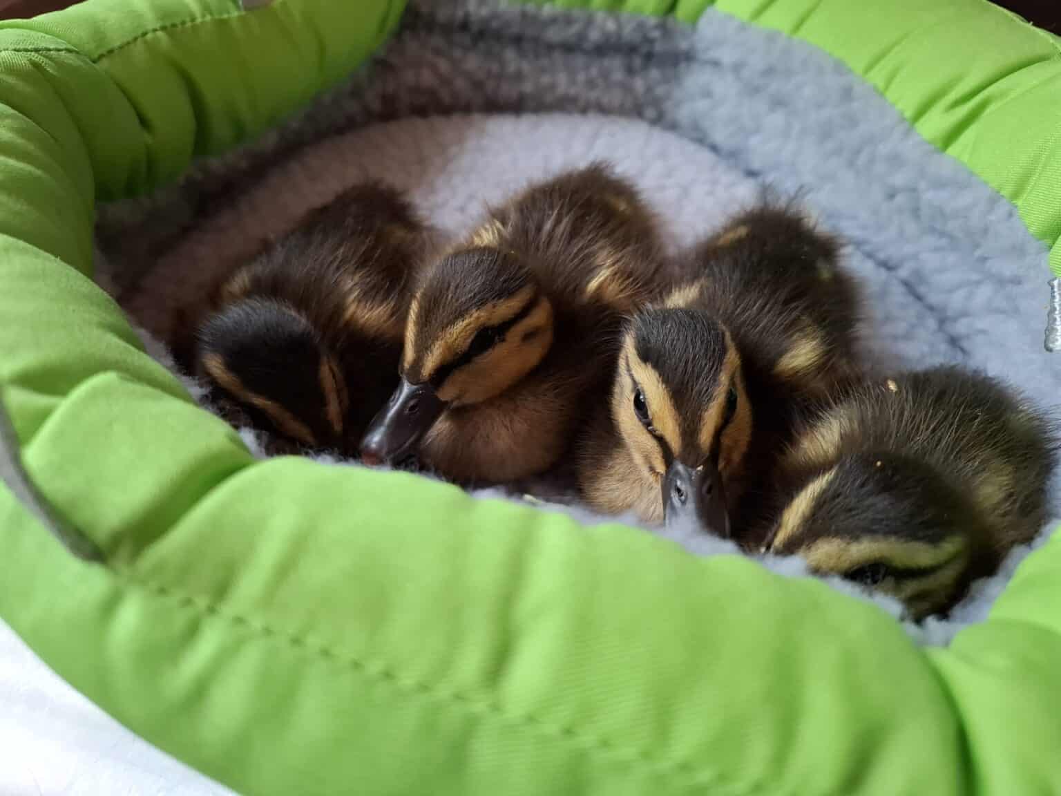 Österreichischer Tierschutzverein - Spenden: Entenbabys