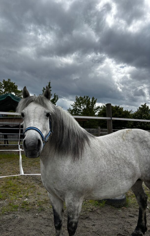 Österreichischer Tierschutzverein-Tiervermittlung: Die lebensfrohe Mariposa