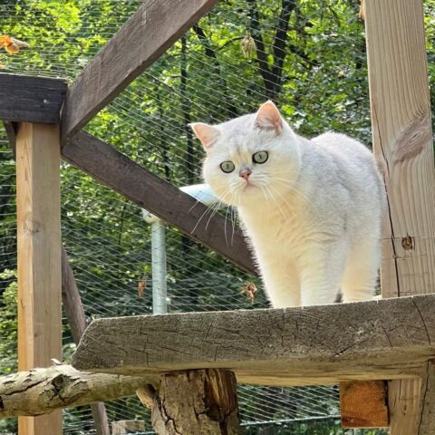 Österreichischer Tierschutzverein-Tiervermittlung: Herzensbrecher Teddy und Medo