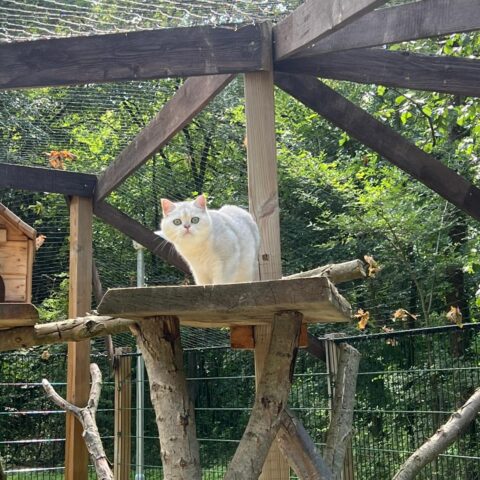 Österreichischer Tierschutzverein-Tiervermittlung: Herzensbrecher Teddy und Medo