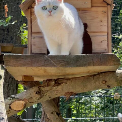 Österreichischer Tierschutzverein-Tiervermittlung: Herzensbrecher Teddy und Medo
